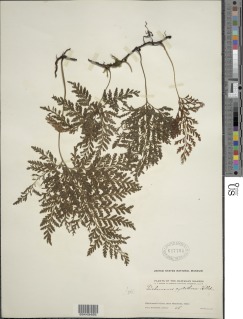Vandenboschia cyrtotheca image