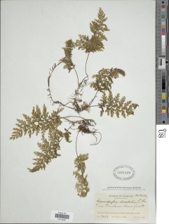 Hymenophyllum alveolatum image