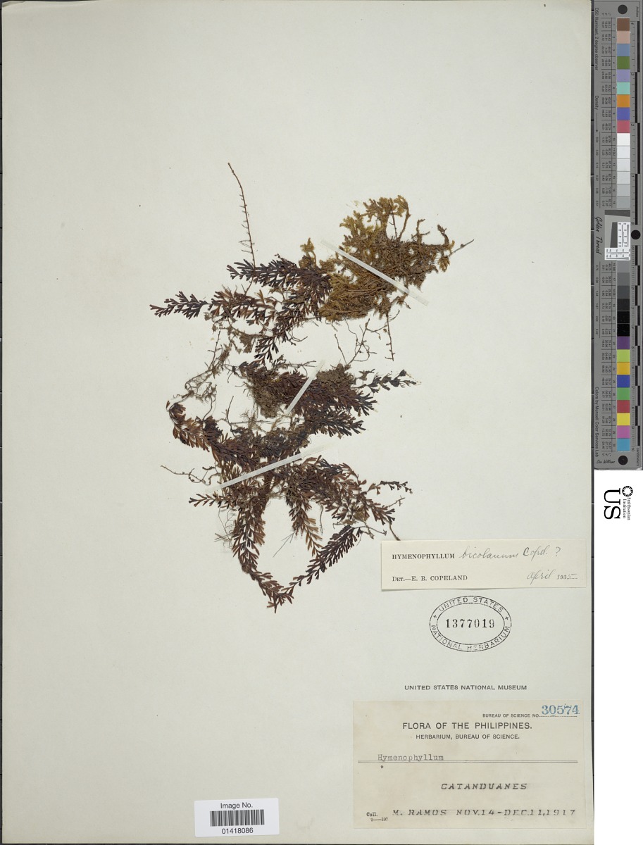 Hymenophyllum bicolanum image