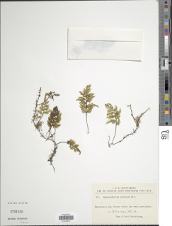 Hymenophyllum plicatum image