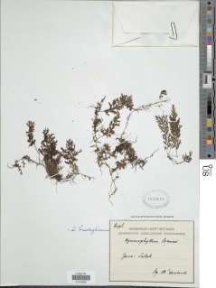 Hymenophyllum brachyglossum image