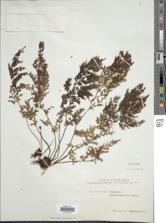 Hymenophyllum pulcherrimum image