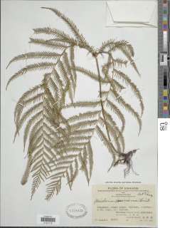 Diplopterygium laevissimum image