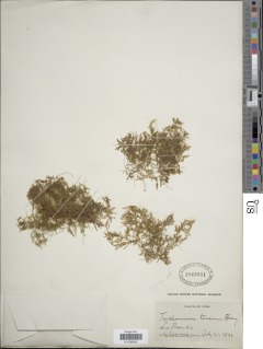 Polyphlebium angustatum image