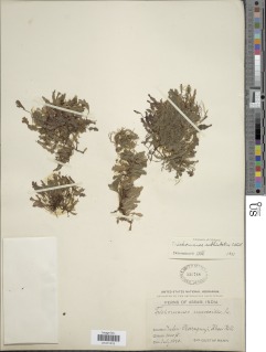 Didymoglossum sublimbatum image