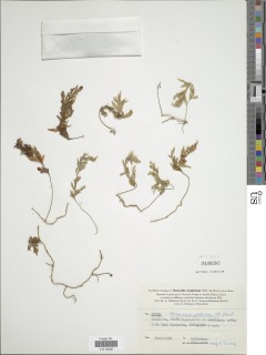 Hymenophyllum pallidum image