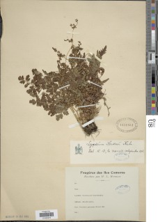 Lygodium kerstenii image