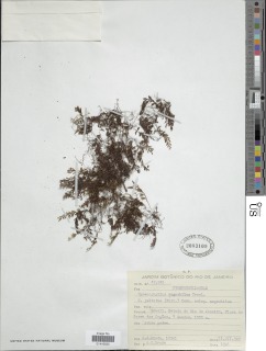 Hymenophyllum peltatum image