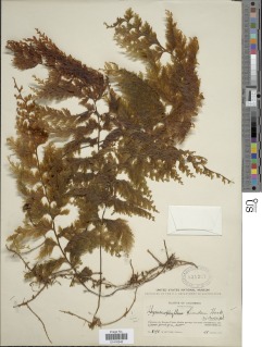 Hymenophyllum lindenii image