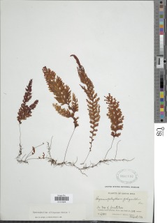 Hymenophyllum paucicarpum image