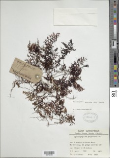 Hymenophyllum protrusum image