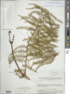 Diplopterygium bancroftii image