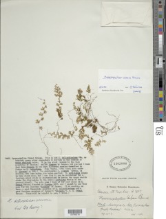 Hymenophyllum urbanii image
