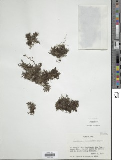 Crepidomanes kurzii image