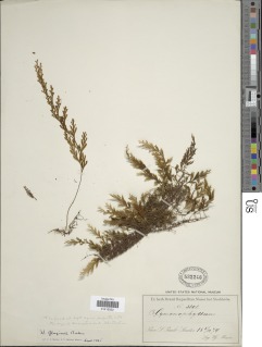 Hymenophyllum glaziovii image