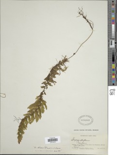 Hymenophyllum sieberi image