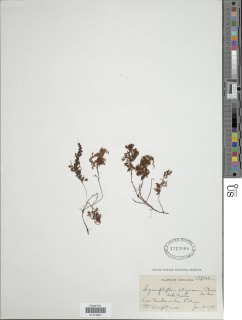 Hymenophyllum paucicarpum image