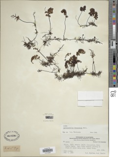 Hymenophyllum krauseanum image