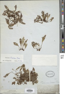 Didymoglossum punctatum subsp. sphenoides image