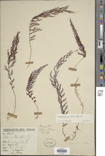 Hymenophyllum edentulum image