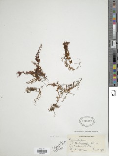 Hymenophyllum lineare image