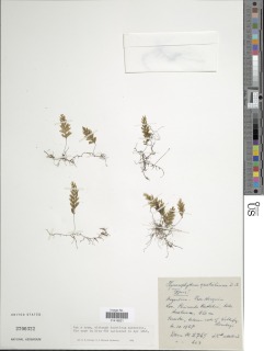 Hymenophyllum plicatum image