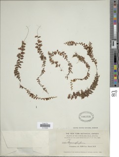 Hymenophyllum adiantoides image