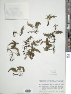 Vandenboschia amabilis image