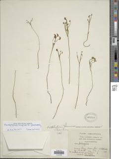 Schizaea fluminensis image