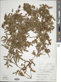 Lygodium japonicum image
