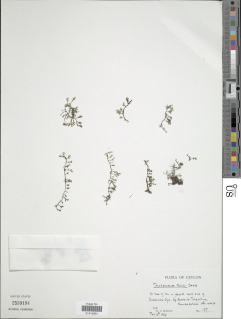 Crepidomanes kurzii image