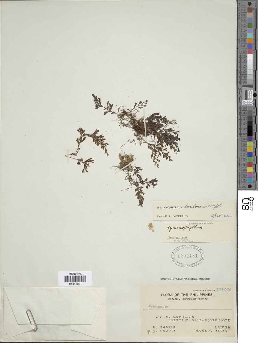 Hymenophyllum bontocense image