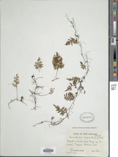 Hymenophyllum sanguinolentum image