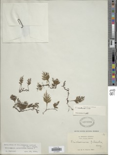 Crepidomanes palmifolium image