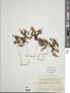 Hymenophyllum feejeense image