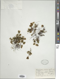 Hymenophyllum darwinii image
