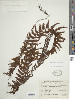 Hymenophyllum superbum image