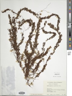 Hymenophyllum capillare image