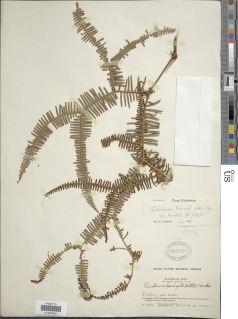 Sticherus truncatus image