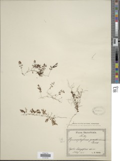 Hymenophyllum praetervisum image
