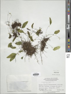 Hymenophyllum cruentum image