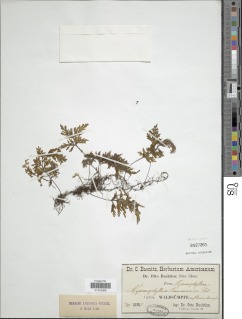 Hymenophyllum krauseanum image