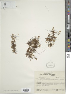 Hymenophyllum sampaioanum image