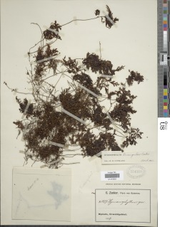Hymenophyllum triangulare image