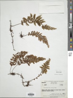 Hymenophyllum cernuum image