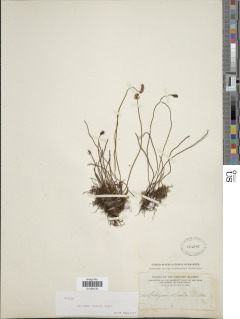 Schizaea malaccana image