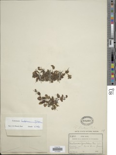 Didymoglossum kapplerianum image