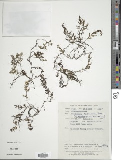 Crepidomanes campanulatum image