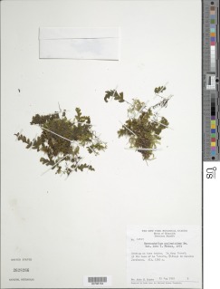 Hymenophyllum asplenioides image