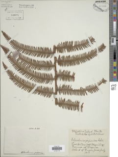 Diplopterygium glaucum image